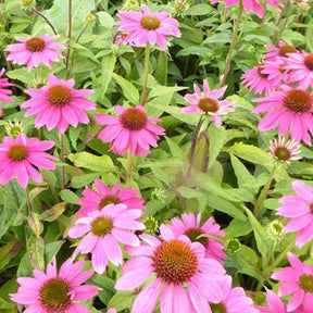 Sonnenhut 'Pow Wow Wild Berry' - Willemse