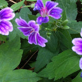 Storchschnabel 'Clos du Coudray' - Willemse