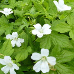 Storchschnabel 'Silverwood' - Willemse