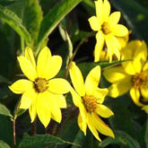 Stauden Sonnenblume Giganteus - Willemse