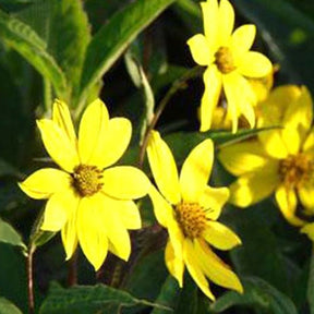 Stauden Sonnenblume Giganteus - Willemse