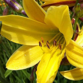 Taglilie Lemon Bells - Willemse