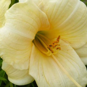 Taglilie ‘Precious d'Oro’ - Willemse