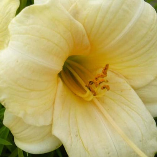 Taglilie Precious D'Oro - Willemse