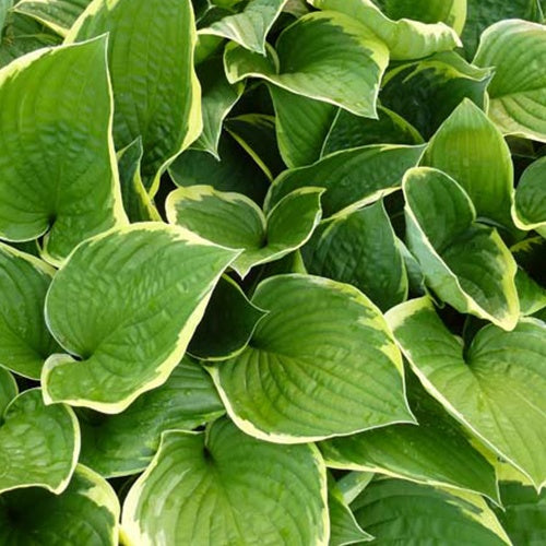 Hosta Aureomarginata Funkia - Hosta aureomarginata - Willemse