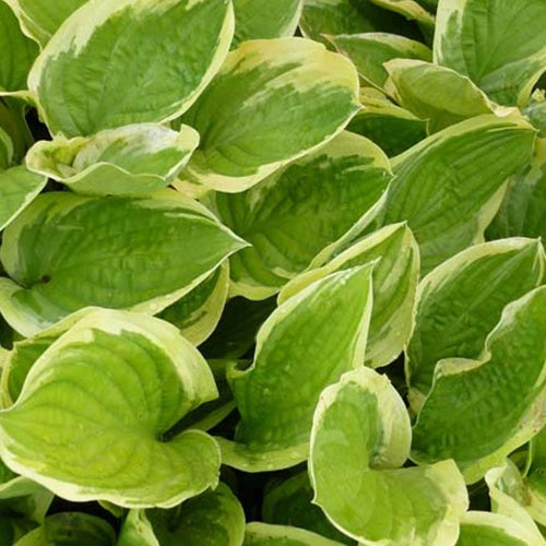 Funkie ‘Delta Dawn’ - Hosta delta dawn - Willemse