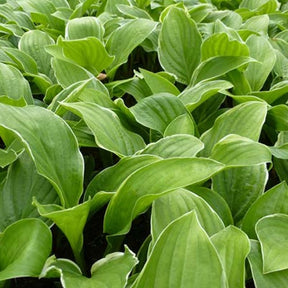 Hosta Fragrant Fire Funkia - Willemse