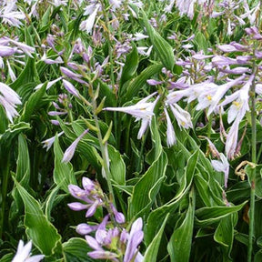 Hosta Praying Hands Funkia - Hosta hybride praying hands - Gartenpflanzen