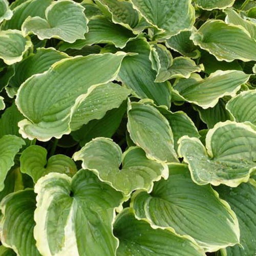 Hosta Spring Fling Funkia - Willemse