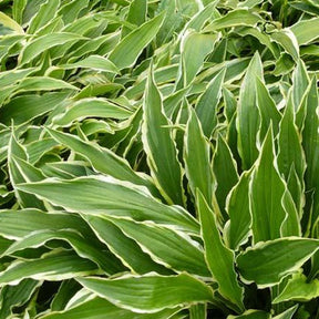 Hosta Stiletto Funkia - Willemse