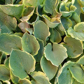 Hosta Pizzazz Funkia - Willemse
