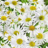 Schönaster 'Alba' - Willemse