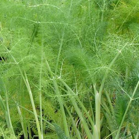 Gewöhnlicher Fenchel - Gewürzkräuter - Willemse