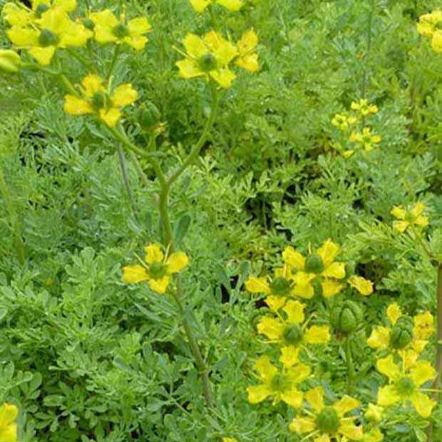 Weinraute - Willemse