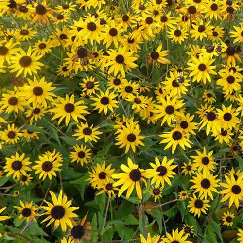 Rudbeckie Early Bird Gold - Willemse