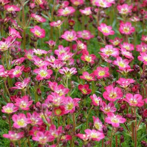Moos-Steinbreche 'Pixie' - Willemse
