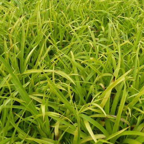 Waldmarbel 'Solar Flair' - Willemse