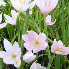 Kaffernlilie weiß (Schizostylis) - Schizostylis coccinea alba - Willemse