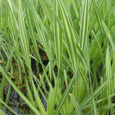 Rohrkolben Variegata - Willemse