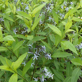 Amsonia tabernaemontana var. salicifolia - Blaustern-Weideblättrige Amsonie - Blühende Stauden