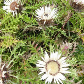 Silberdistel - Willemse