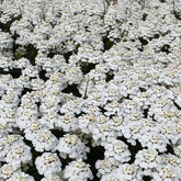 Immergrüne Schleifenblume 'Schneeflocke' - Willemse