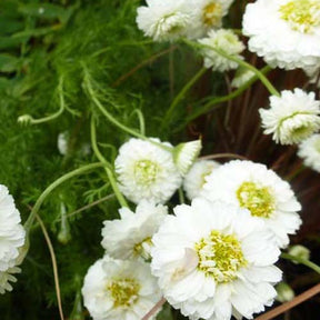 Römische Kamille Ligulosum - Willemse