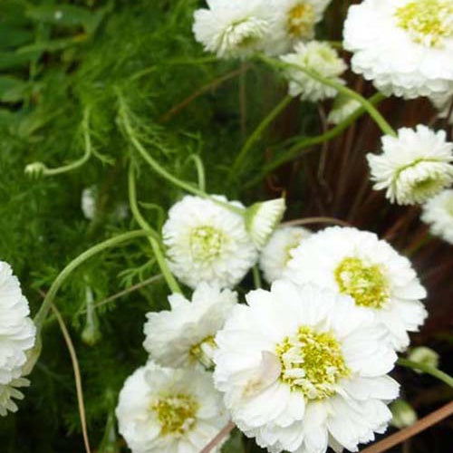 Römische Kamille Ligulosum - Willemse