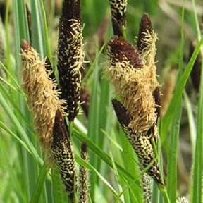 Sumpf-Segge - Carex acutiformis - Willemse