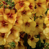 Königskerze Honey Dijon - Willemse