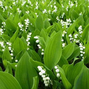 Convallaria majalis - Maiglöckchen - Nackte Wurzeln