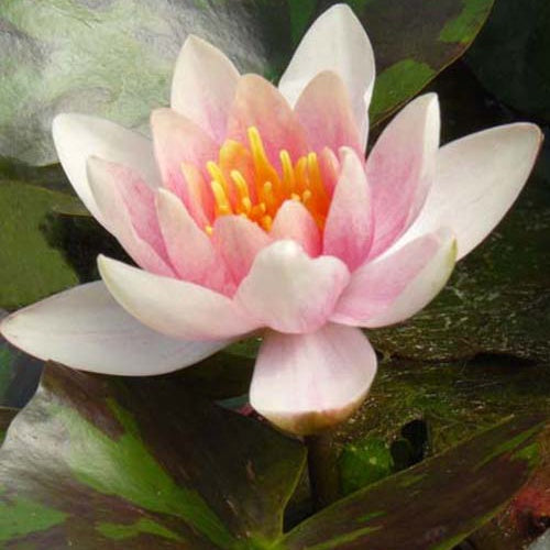 Seerose 'Aurora - Nymphaea aurora - Die Beliebtesten