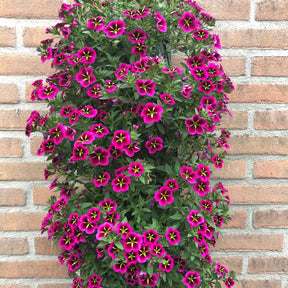 Verkauf Zauberglöckchen Good Night Kiss (x3) - Calibrachoa cabaret® 'good night kiss'