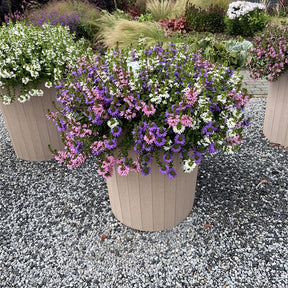 Fächerblumen gemischt (x3) - Scaevola aemula - Willemse