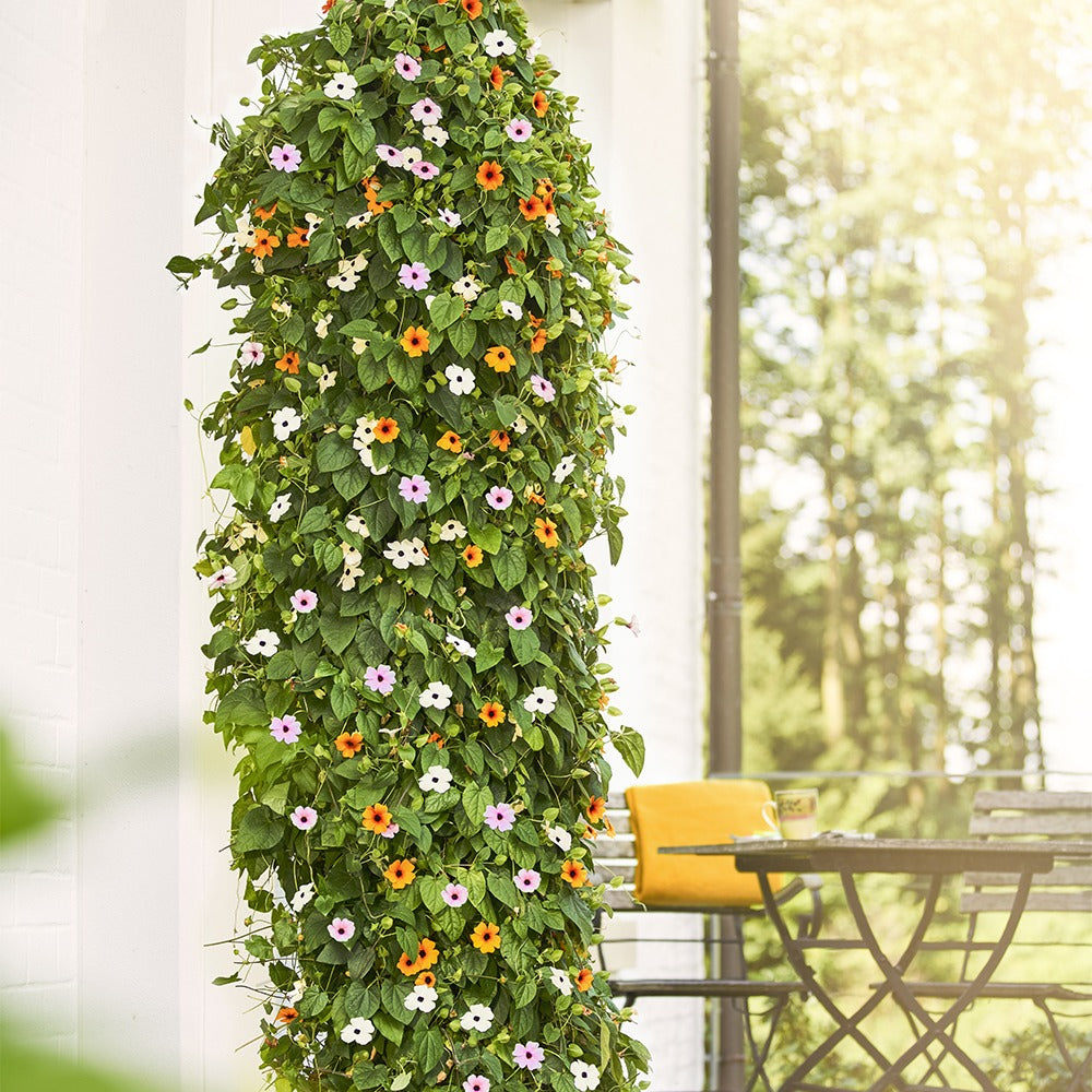 Thunbergia alata sunny susy® - Schwarzäugige Susanne Mischung (pink, orange, weiß) (x3) - Kletterpflanzen