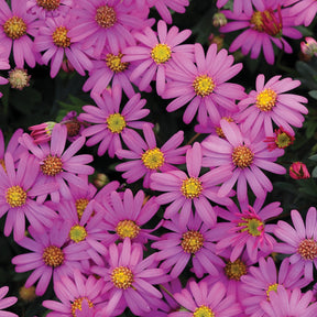 Brachyscome magenta (x3) - Brachyscome multifida - Willemse