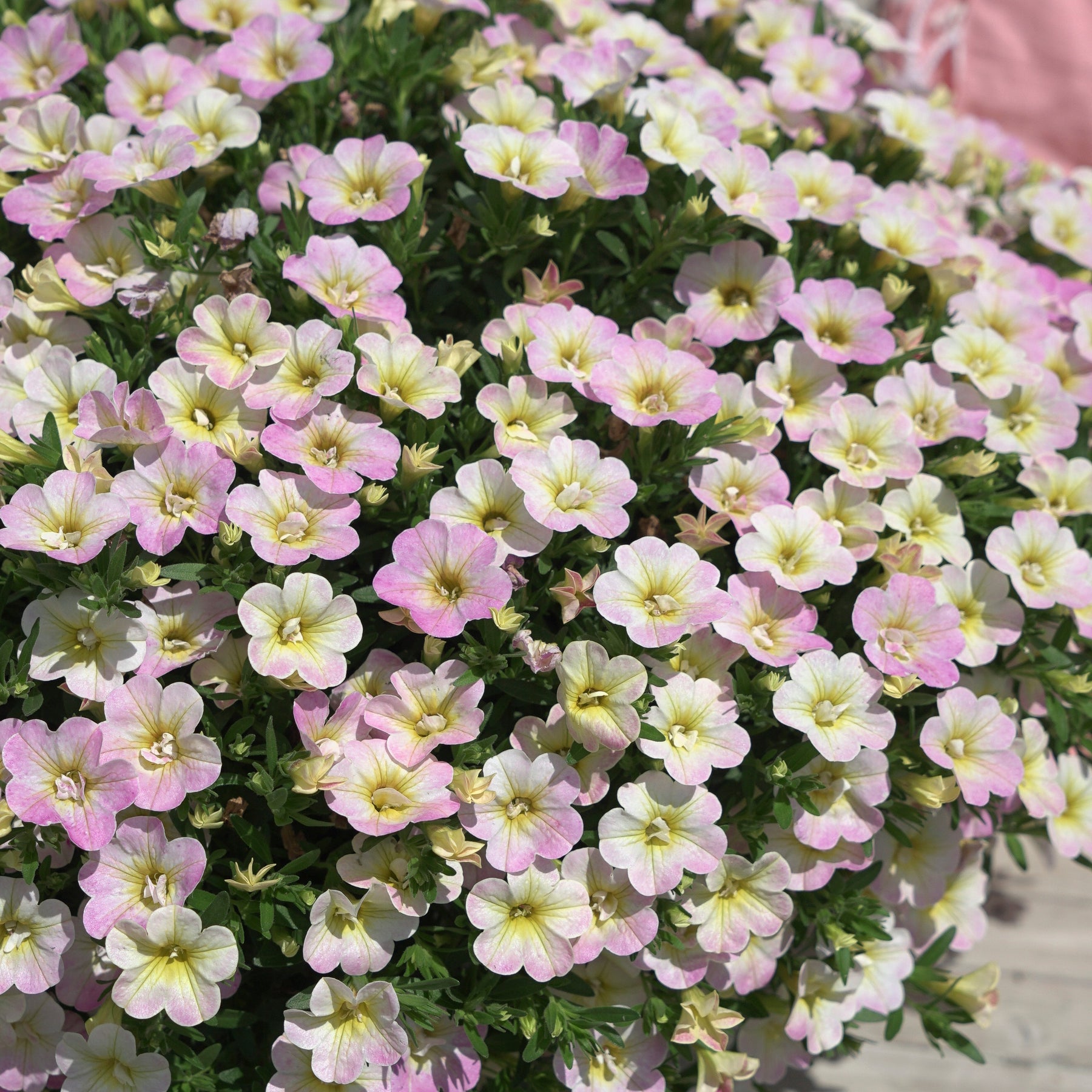 Zauberglöckchen Pastelfarben (x3) - Calibrachoa Fancy Francy - Willemse