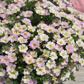 Zauberglöckchen Pastelfarben (x3) - Calibrachoa Fancy Francy - Willemse