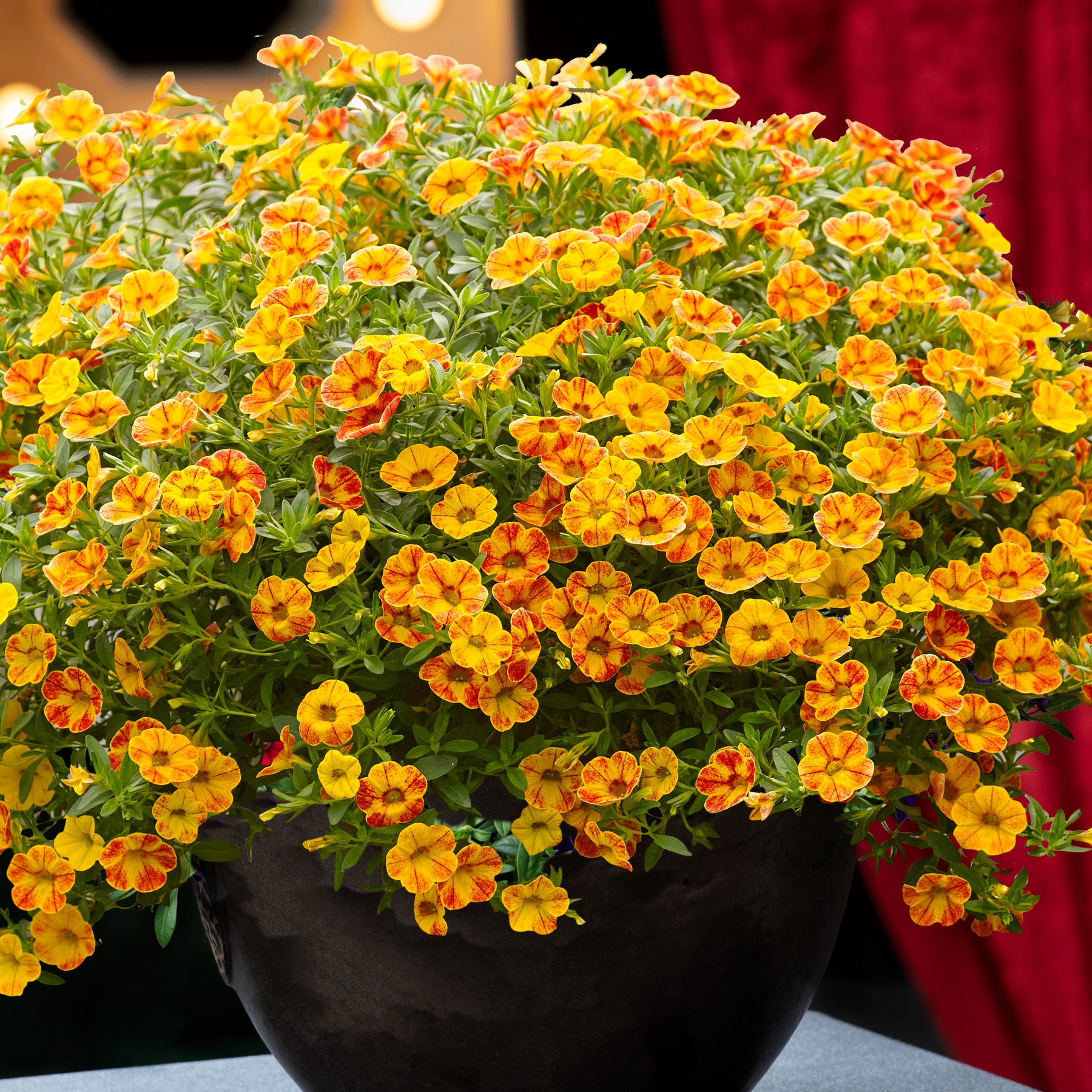 Zauberglöckchen ‘Diva Orange’ (x3) - Willemse