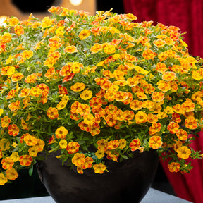 Zauberglöckchen ‘Diva Orange’ (x3) - Willemse