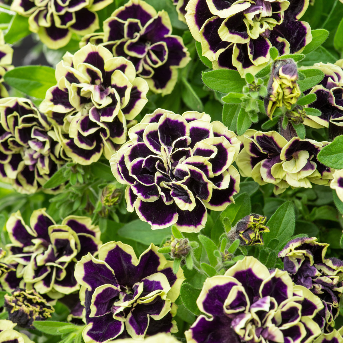 Schwarz-Gelb gefüllte Petunie (x3) - Petunia Midnight Gold - Willemse