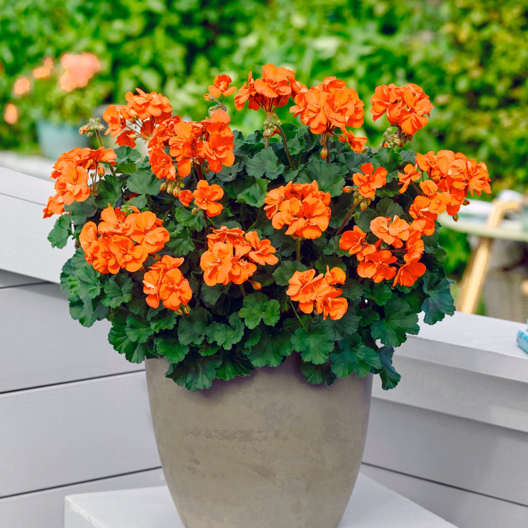 Orangefarbene Geranien (x3) - Willemse