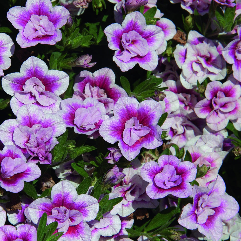 Zauberglöckchen MiniFamous Double PinkTastic (x3) - Calibrachoa hybride pinktastic