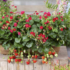 Erdbeeren - Erdbeere 'Summer Breeze Rose' (x3) - Fragaria summer breeze®  rose