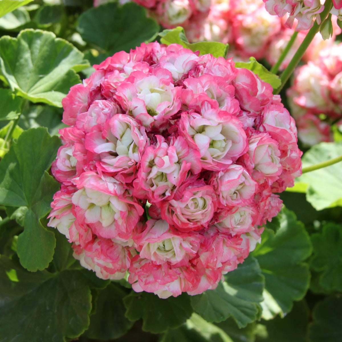 Geranien - Pelargonien - Geranie 'Appleblossom' (x3) - Pelargonium zonale apple blossom
