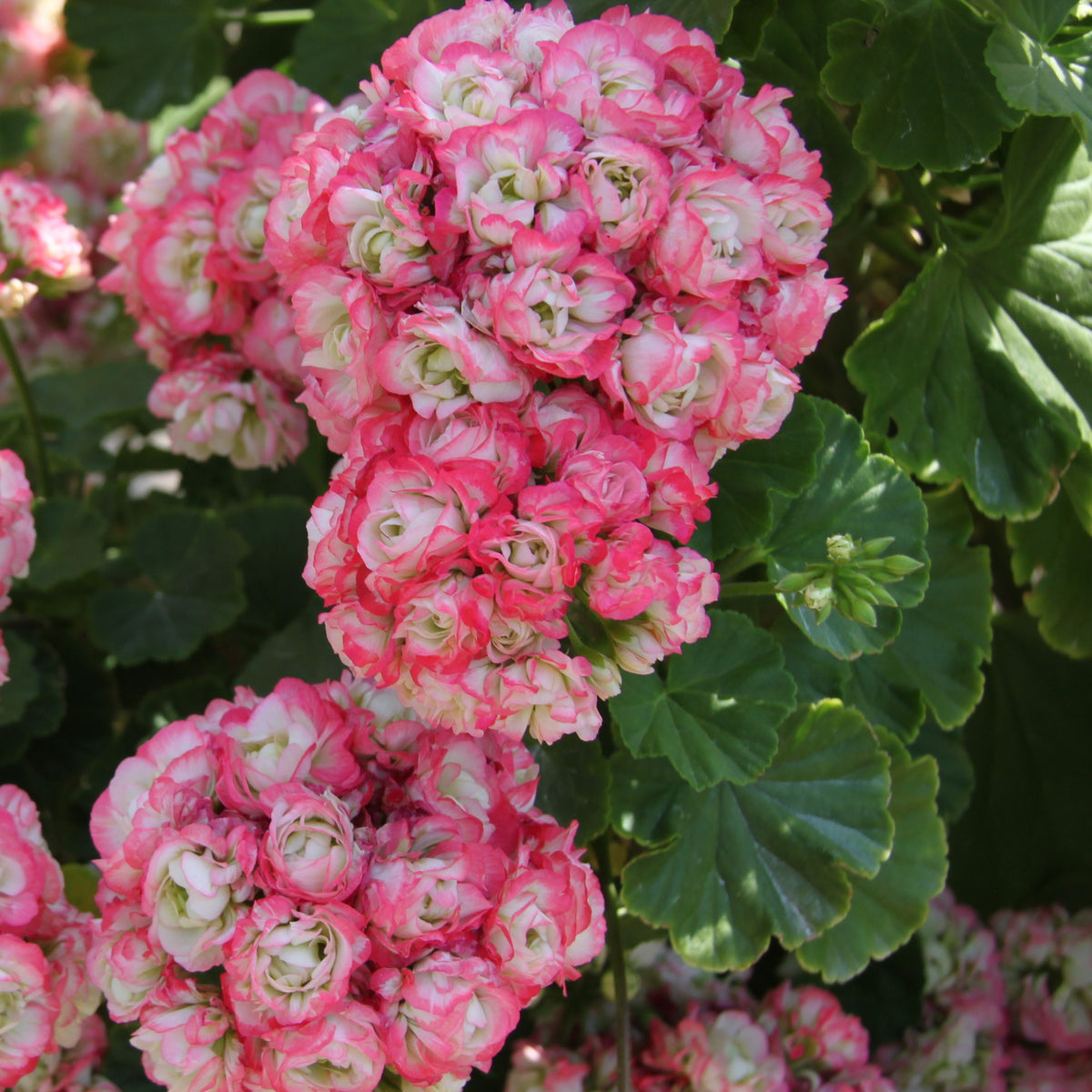 Geranie 'Appleblossom' (x3) - Pelargonium zonale apple blossom - Willemse