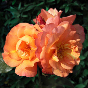 Strauchrose Westerland - Willemse