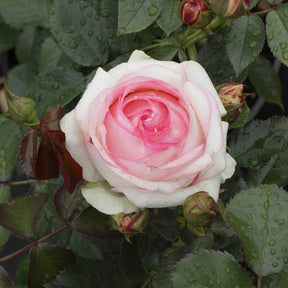 Verkauf Kletterrose ‘Pierre de Ronsard®’ - Rosa grimpant Pierre de Ronsard® Meiviolin