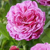 Rosa Ferdinand Pichard - Historische Rose Ferdinand Pichard (Bourbon) - Rosen - Nackte Wurzeln