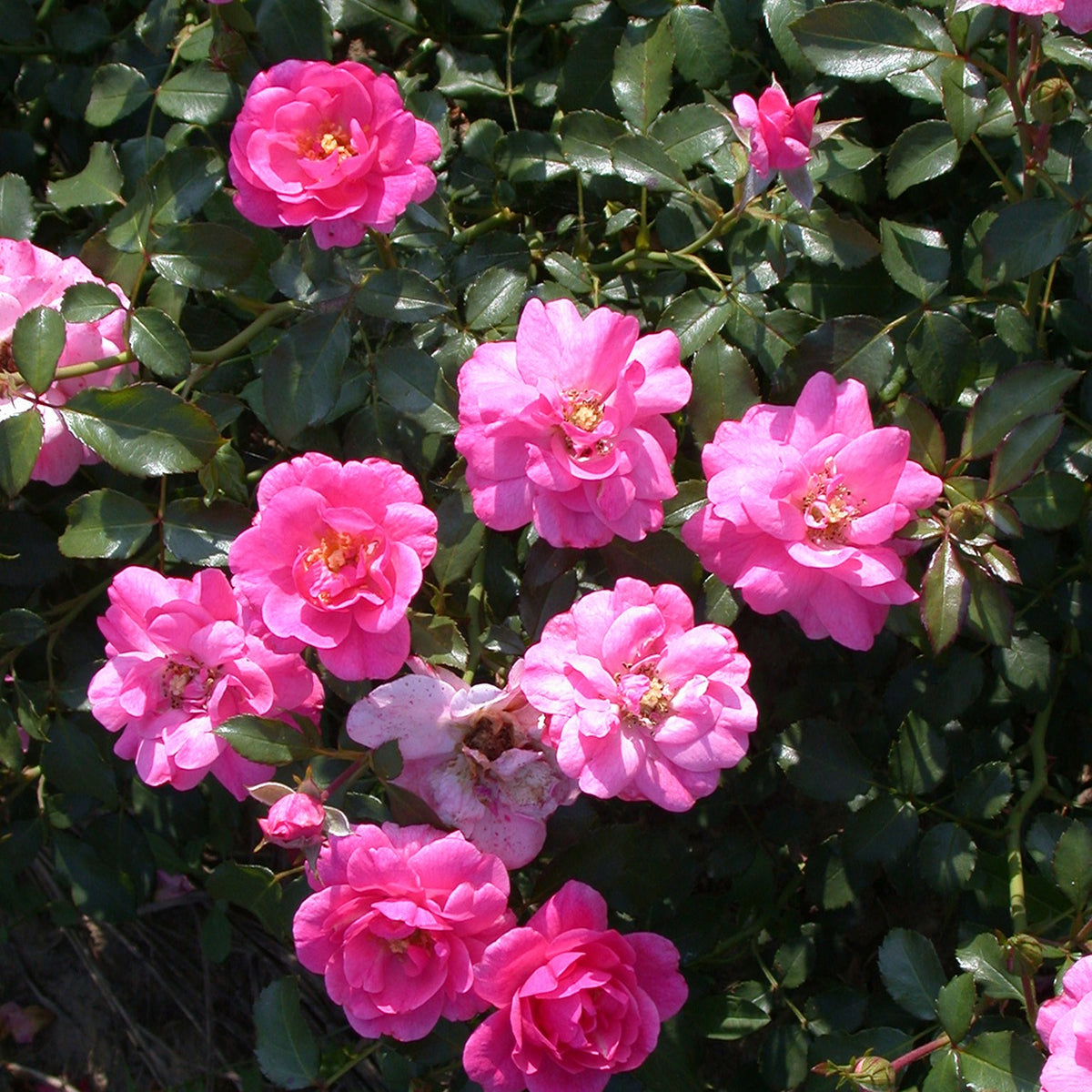 Bodendeckerrosen Mirato ® - Rosa Mirato ® - Willemse